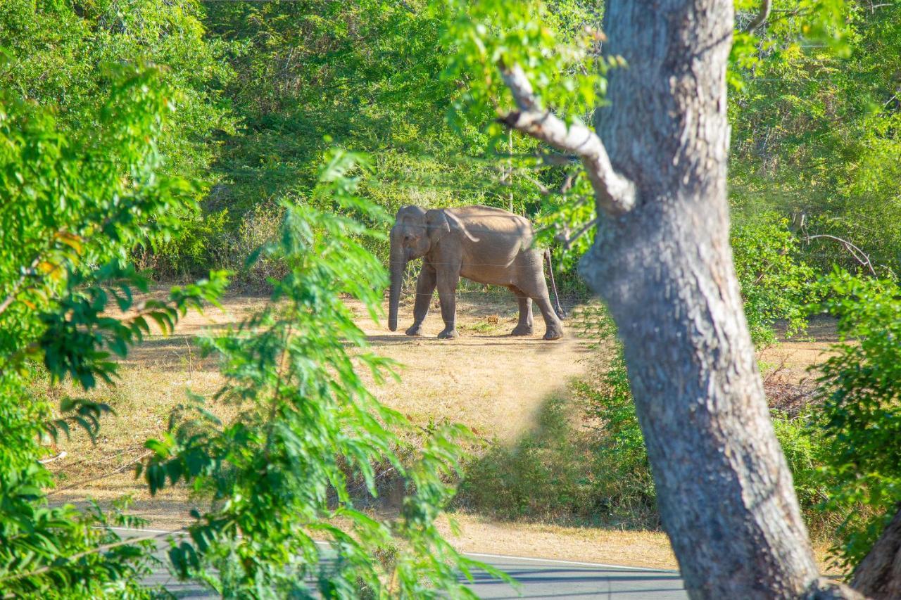 Ali Weta Safari Resort Удавалаве Екстер'єр фото